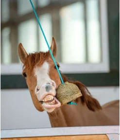 Balle de jeu Pomme
