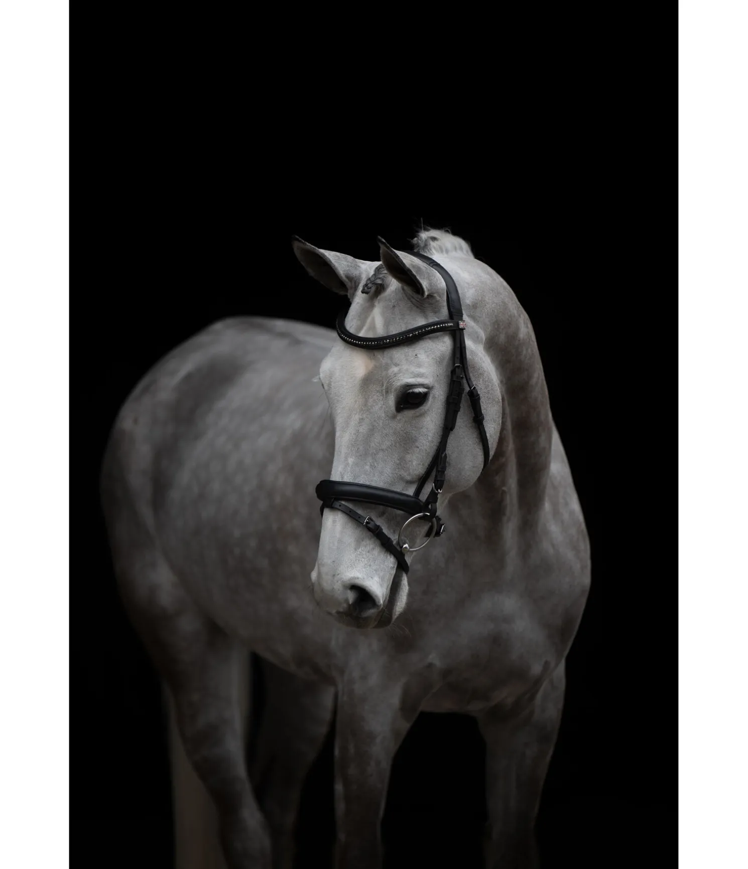 Bridon Midnight