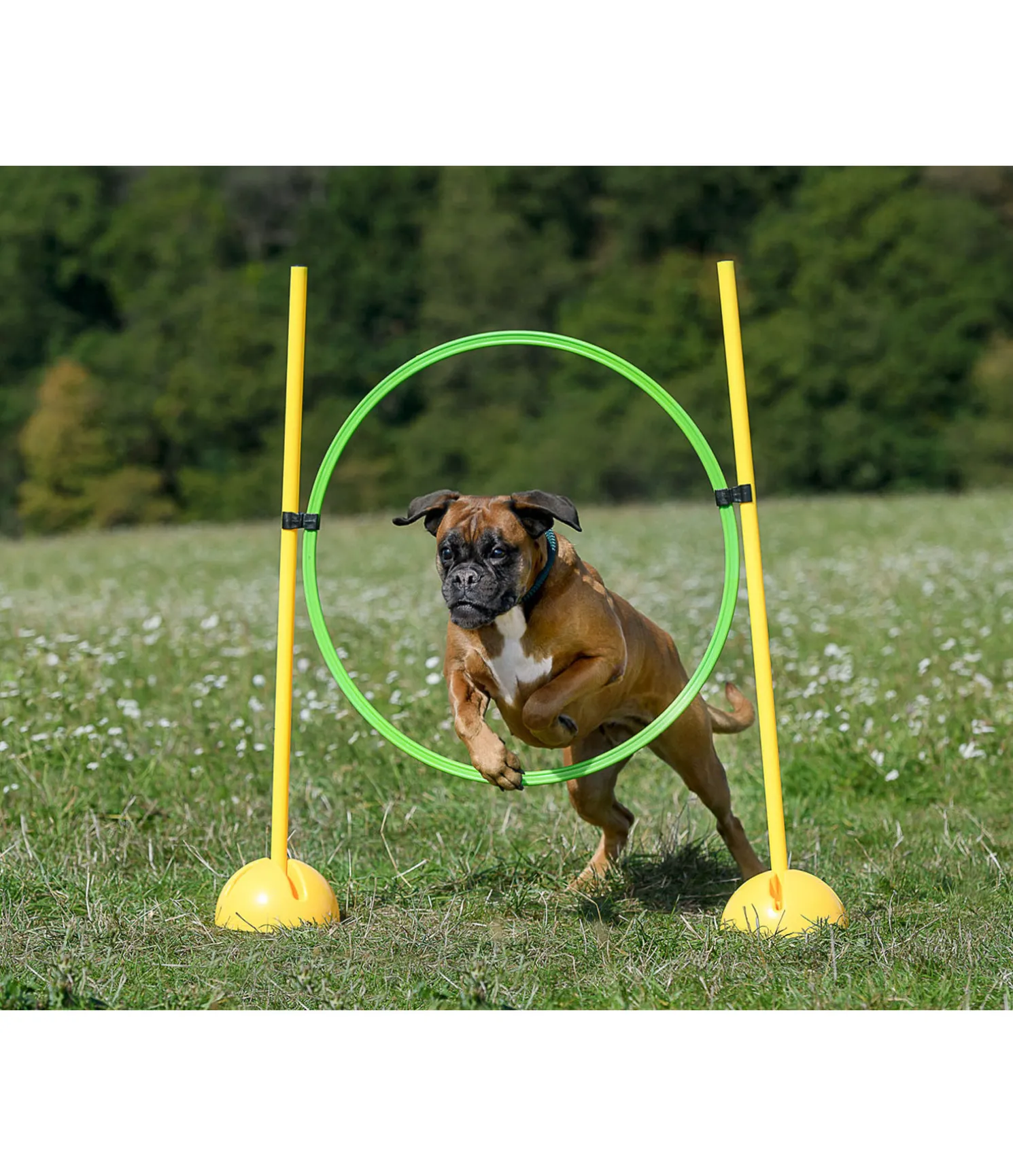 Cerceaux d'agility