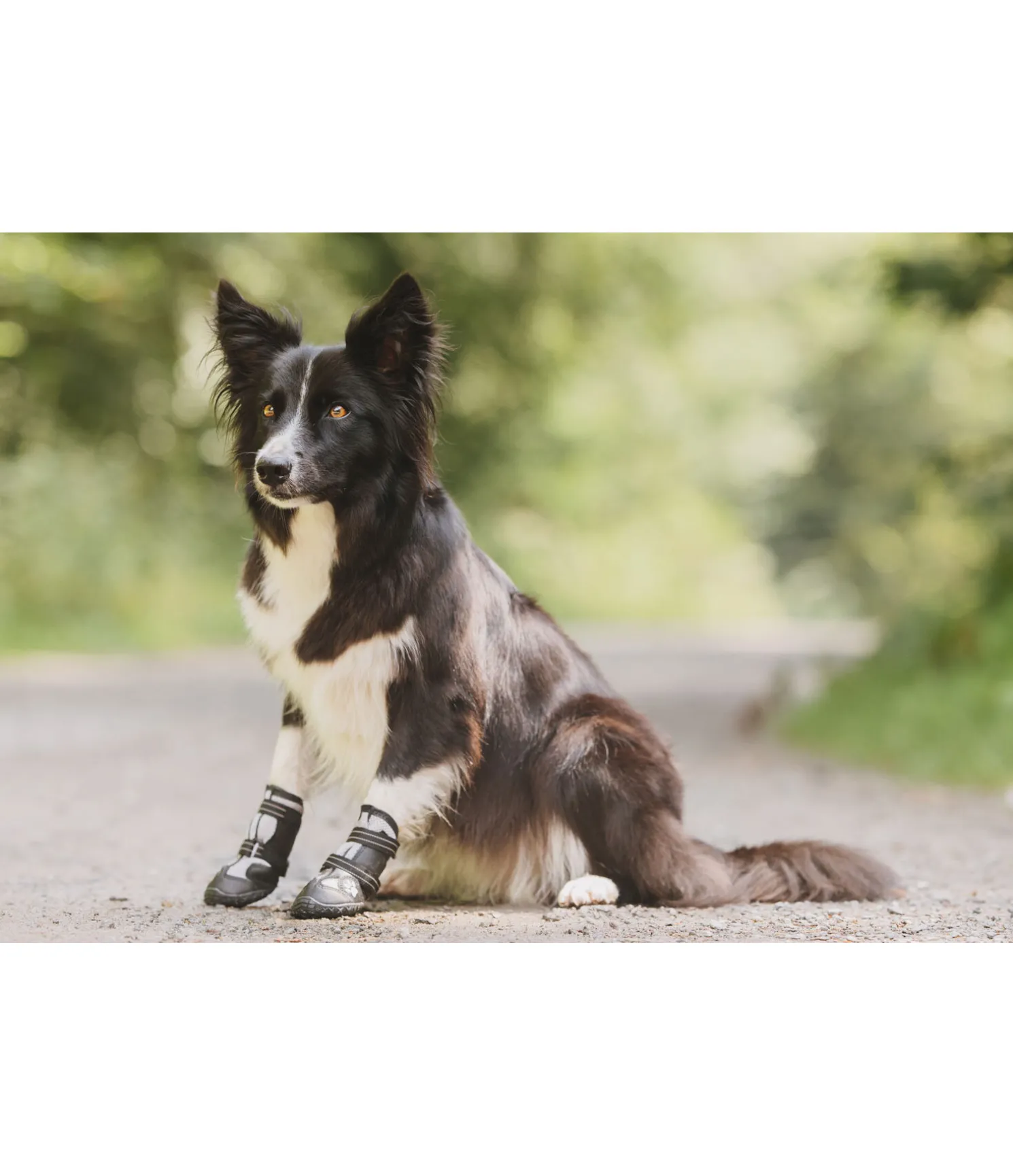 Chaussons pour chien Dubai