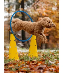 Cônes d'agility