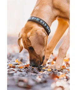 Collier pour chien en cuir Nashville