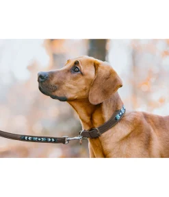 Collier pour chien en cuir Nashville
