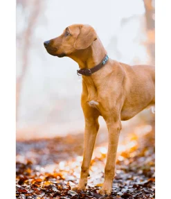 Collier pour chien en cuir Nashville