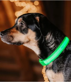 Collier pour chien LED Sugar Dog Loom