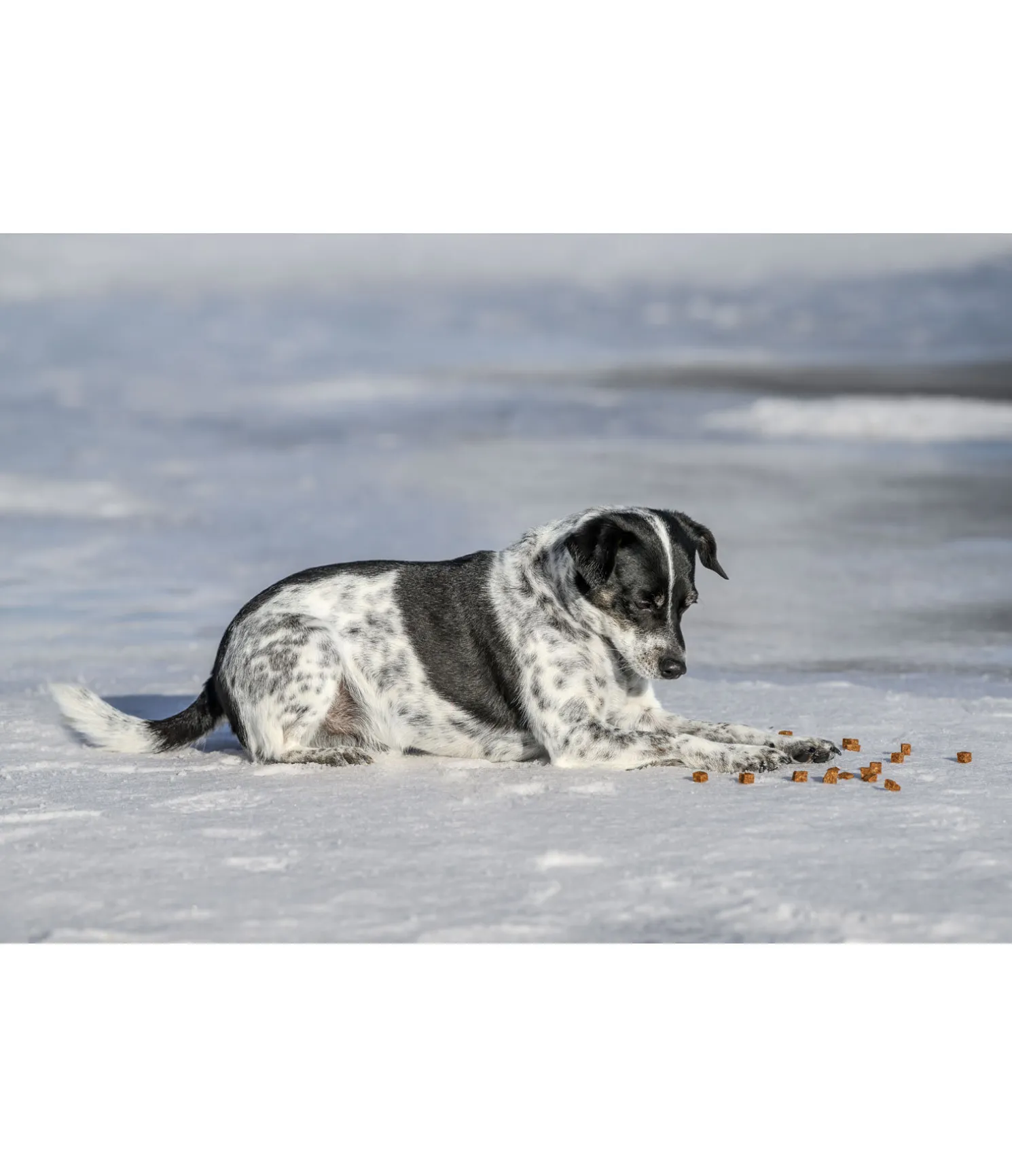 Cubes de viande pour chien Softie volaille
