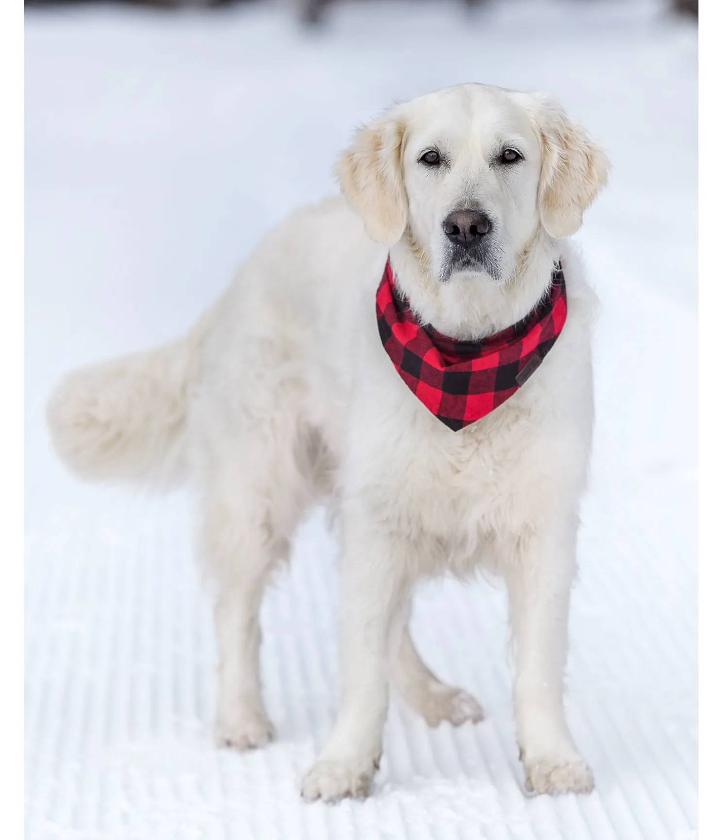 Foulard pour chien Henry