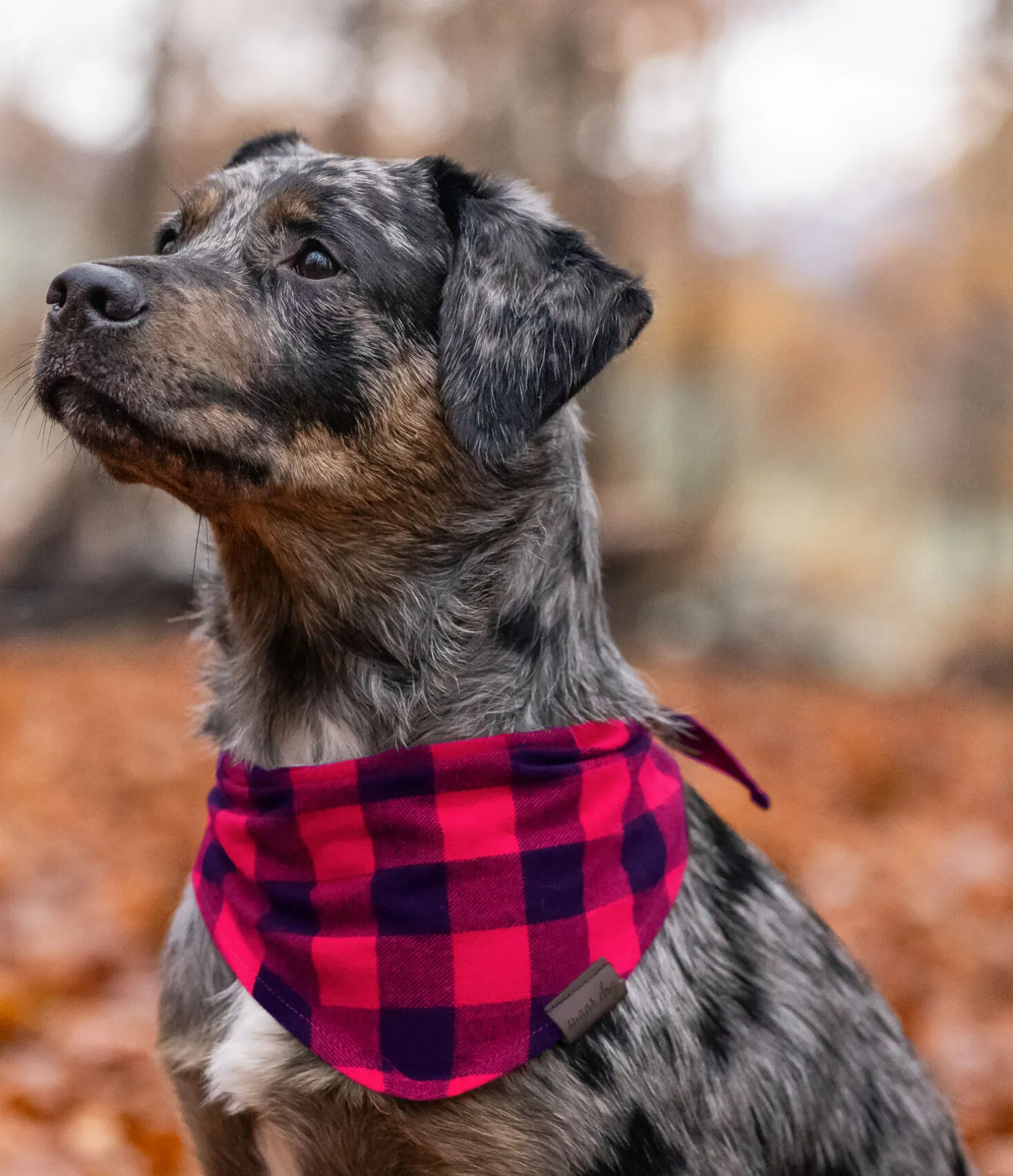 Foulard pour chien Henry