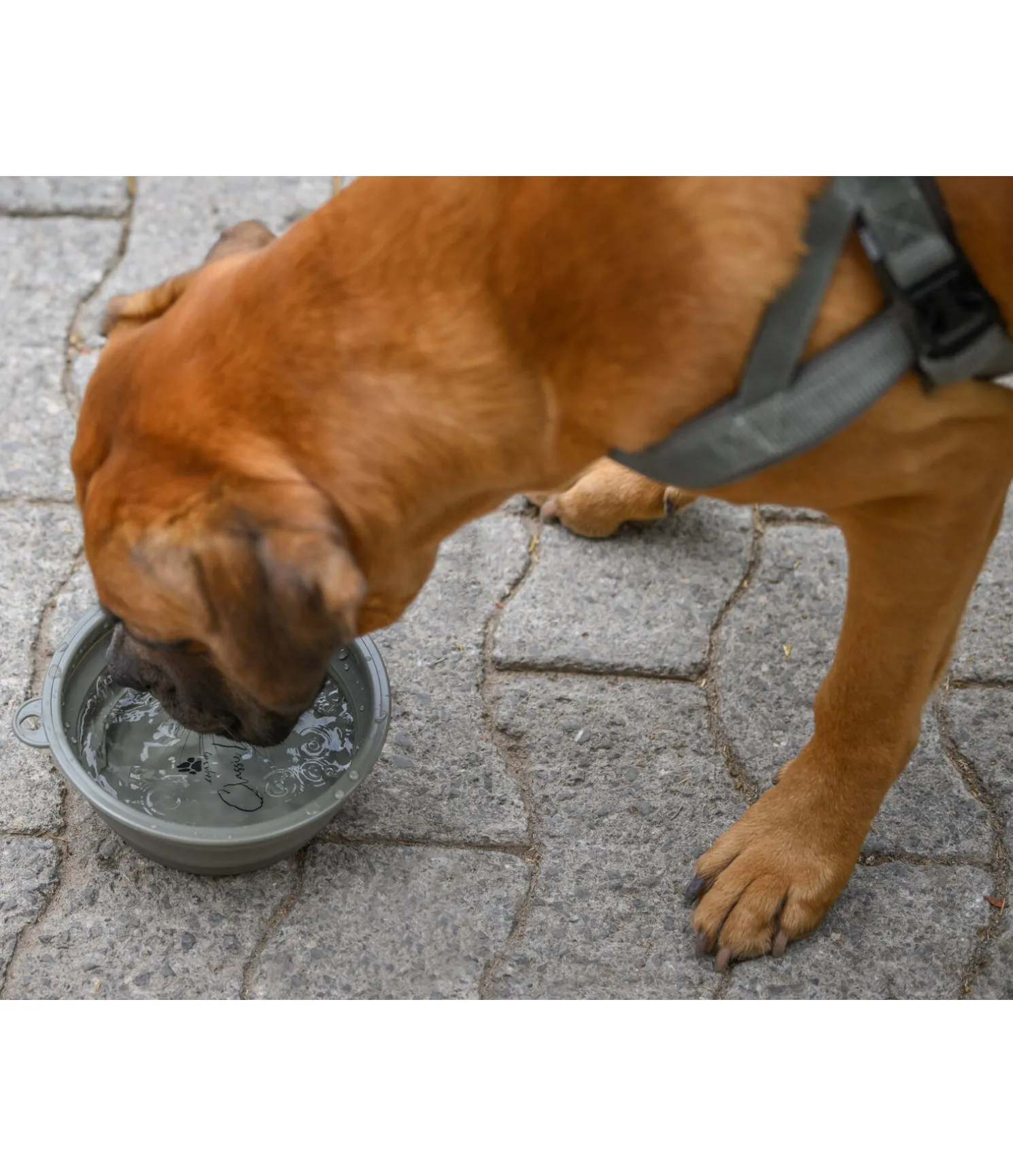Gamelle pliable pour chien Classic Line