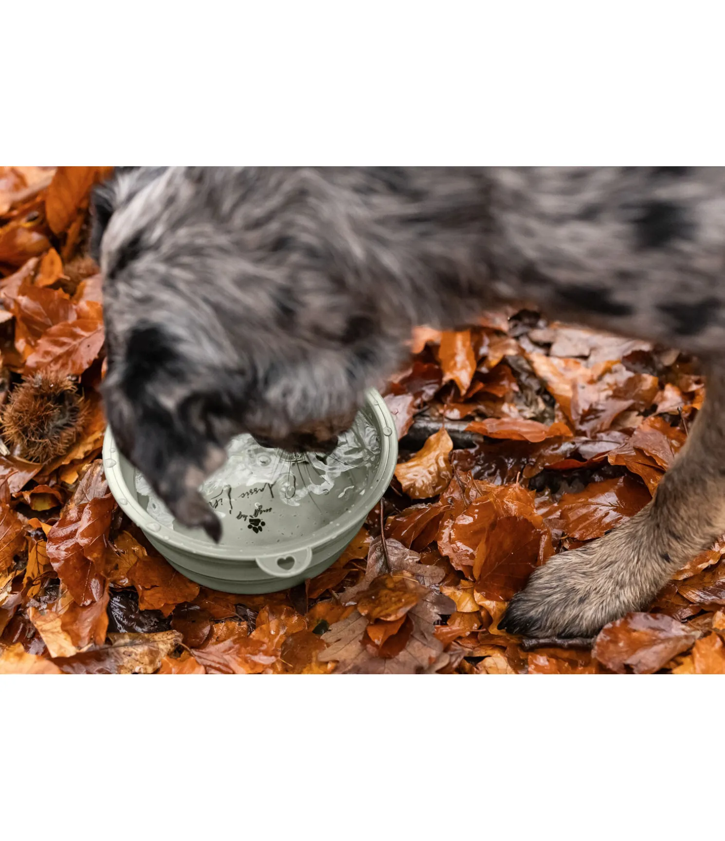 Gamelle pliable pour chien Classic Line