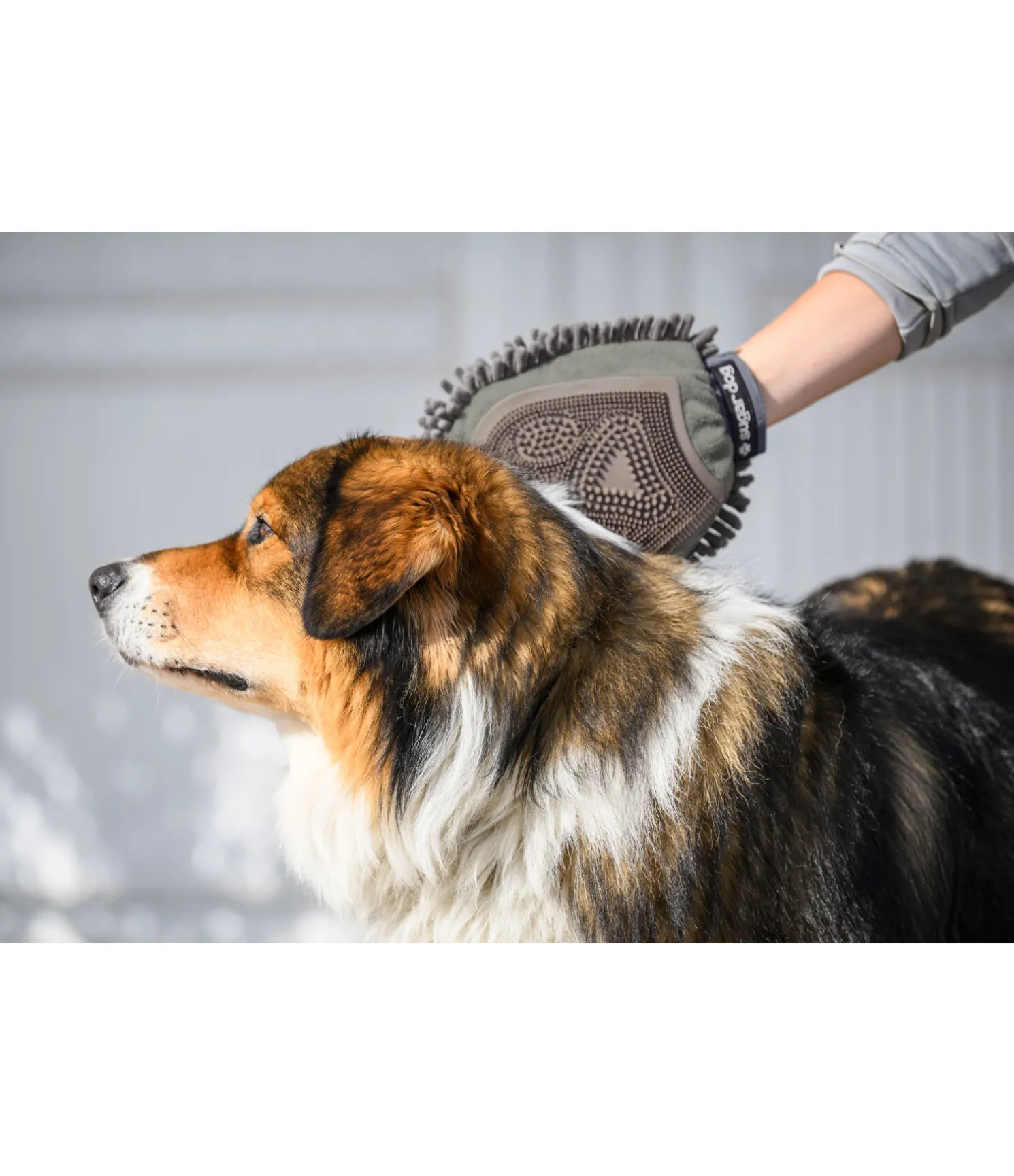 Gant de toilettage pour chien Cosma