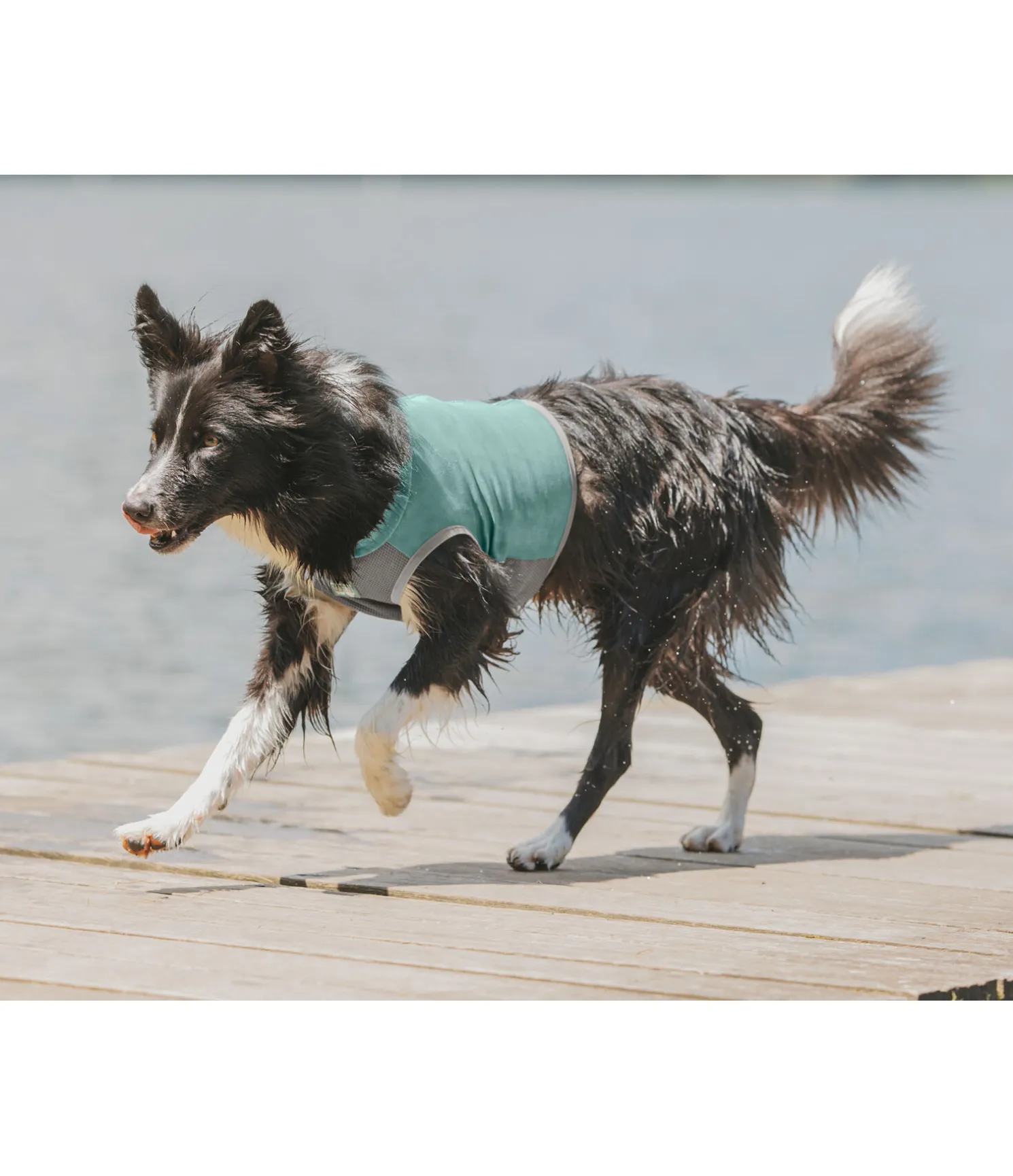 Gilet rafraîchissant pour chien Refresh
