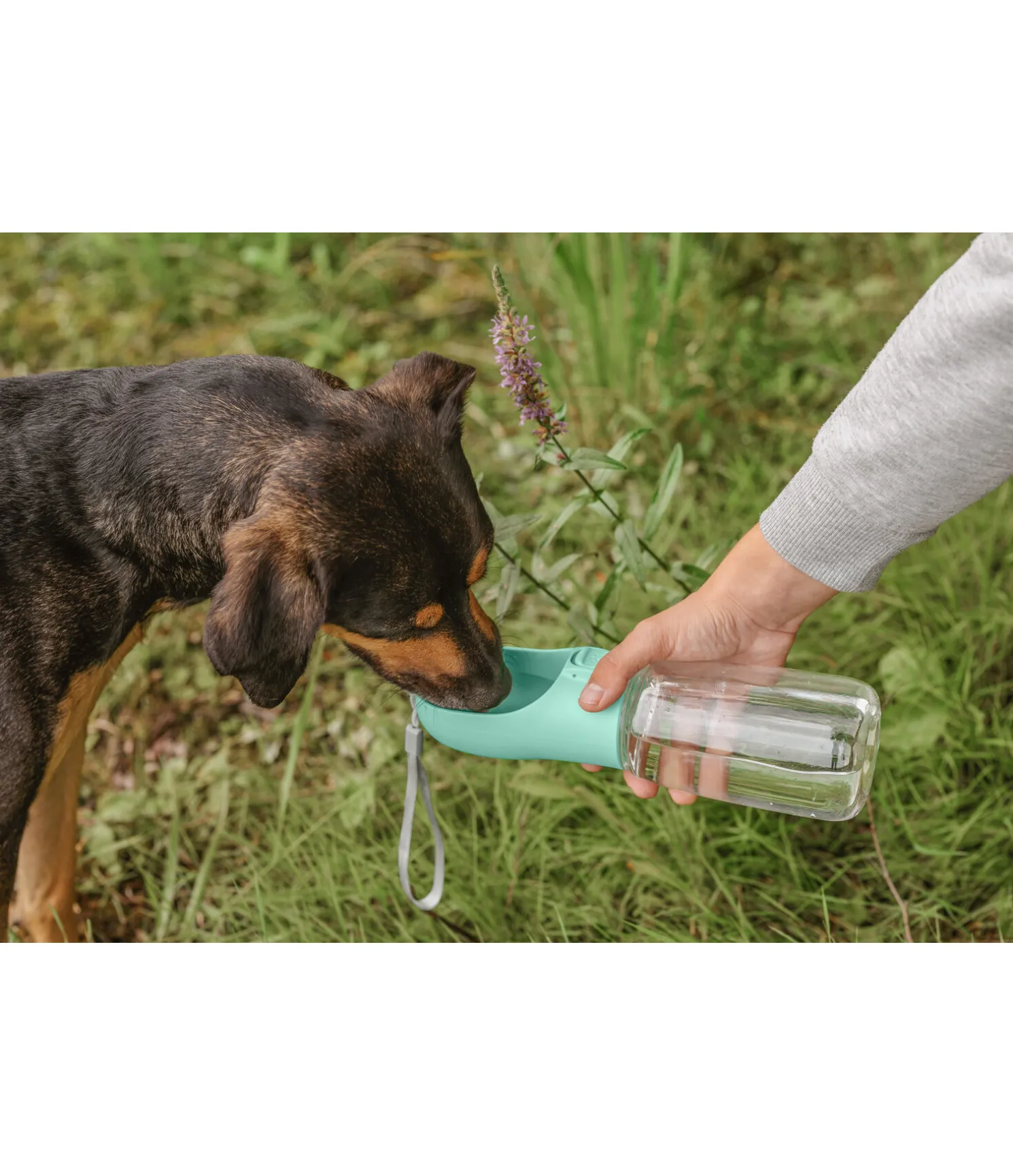 Gourde de voyage pour chien Wanderlust II