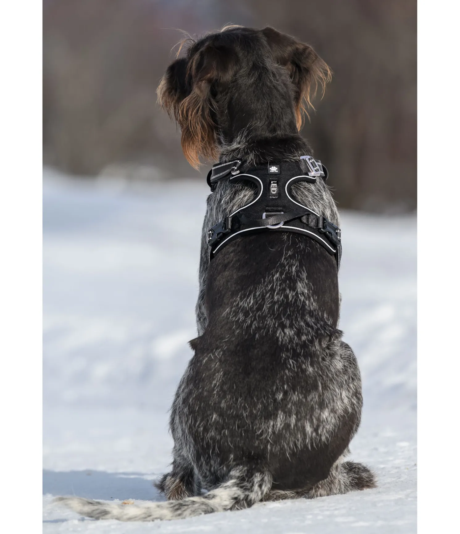 Harnais pour chien Expedition