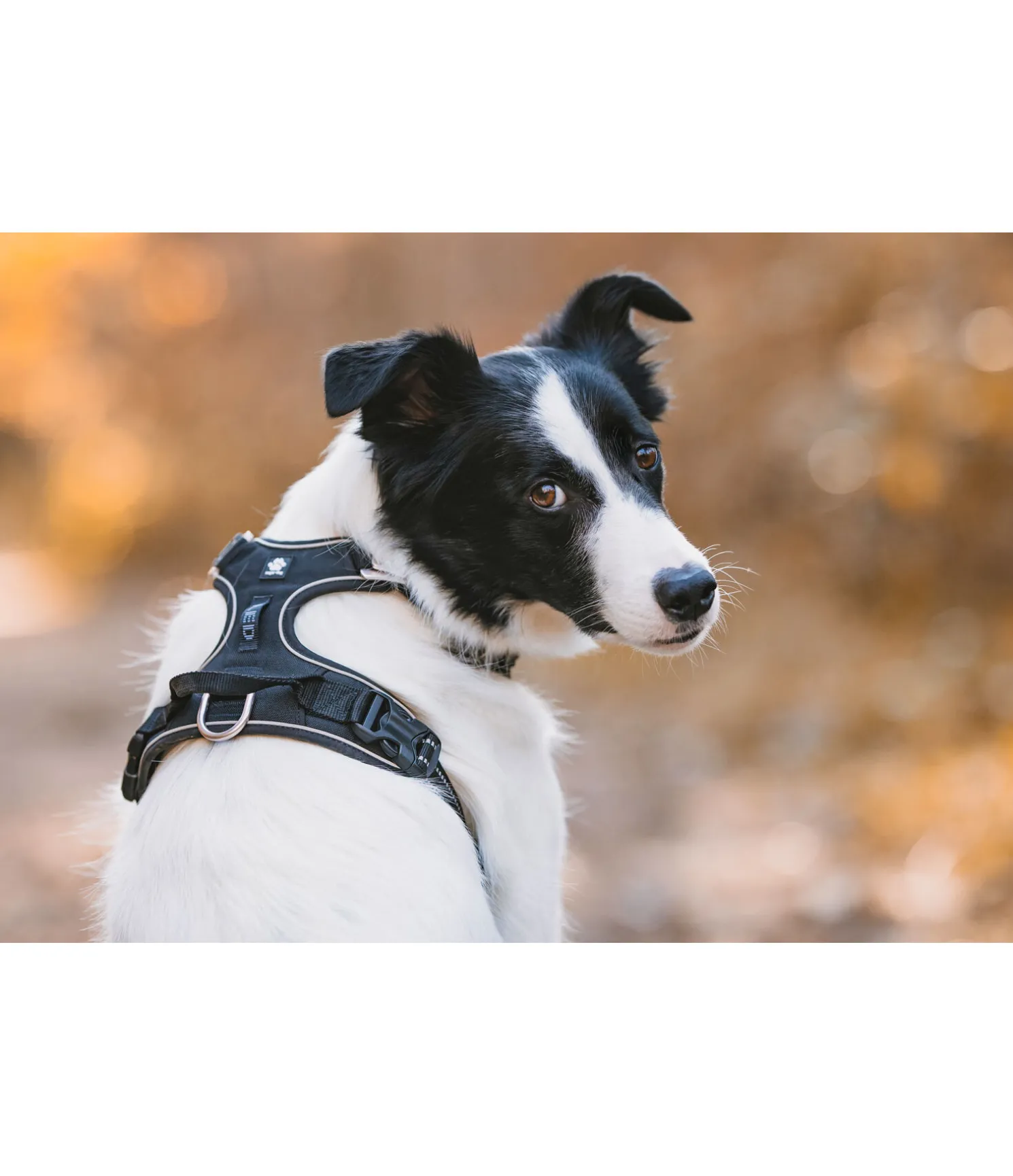 Harnais pour chien Expedition