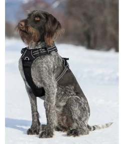 Harnais pour chien Expedition