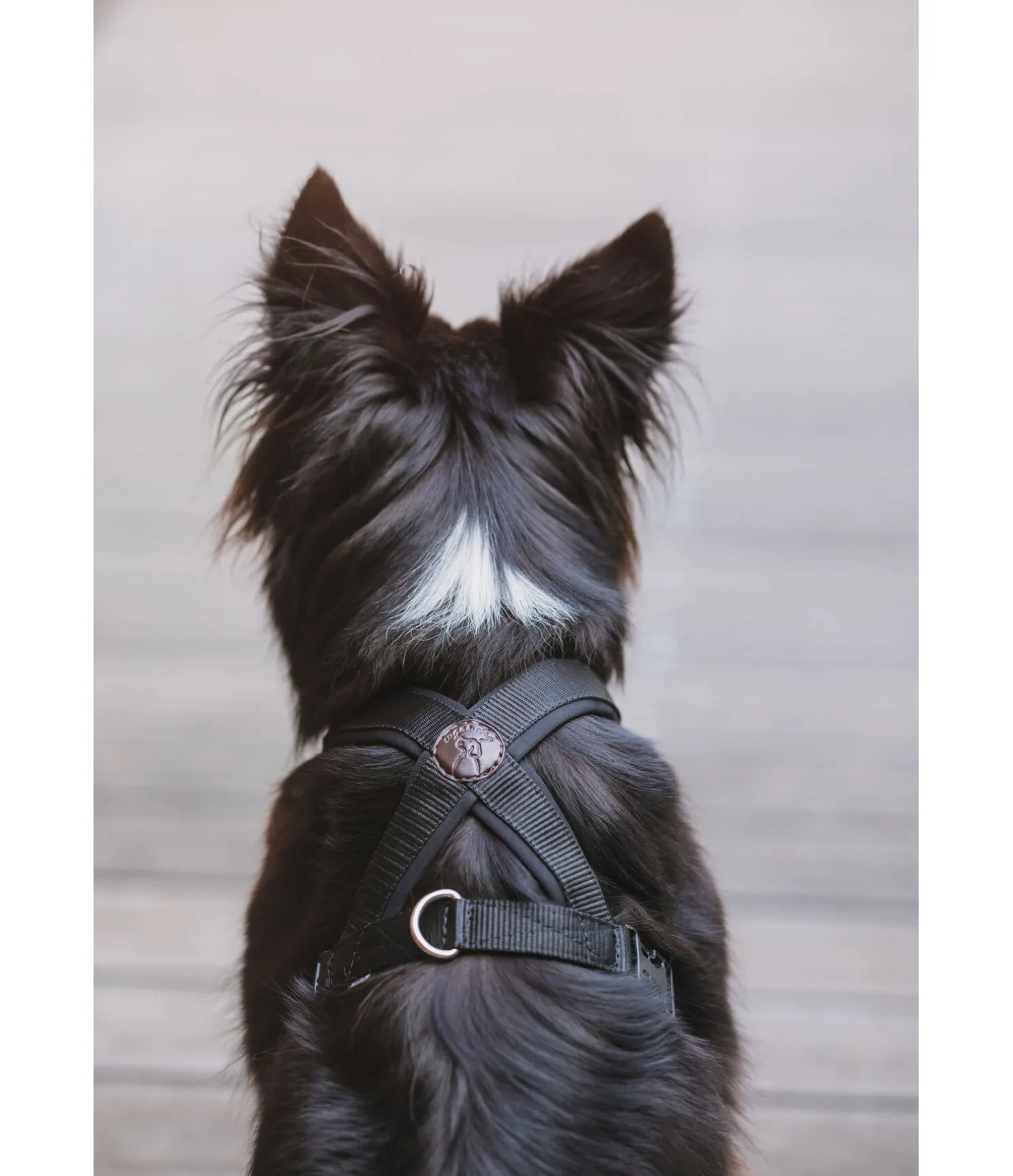 Harnais pour chien Piper