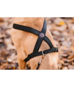 Harnais pour chien Piper