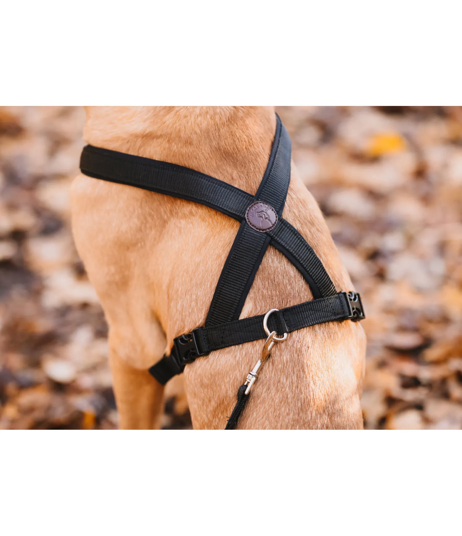 Harnais pour chien Piper