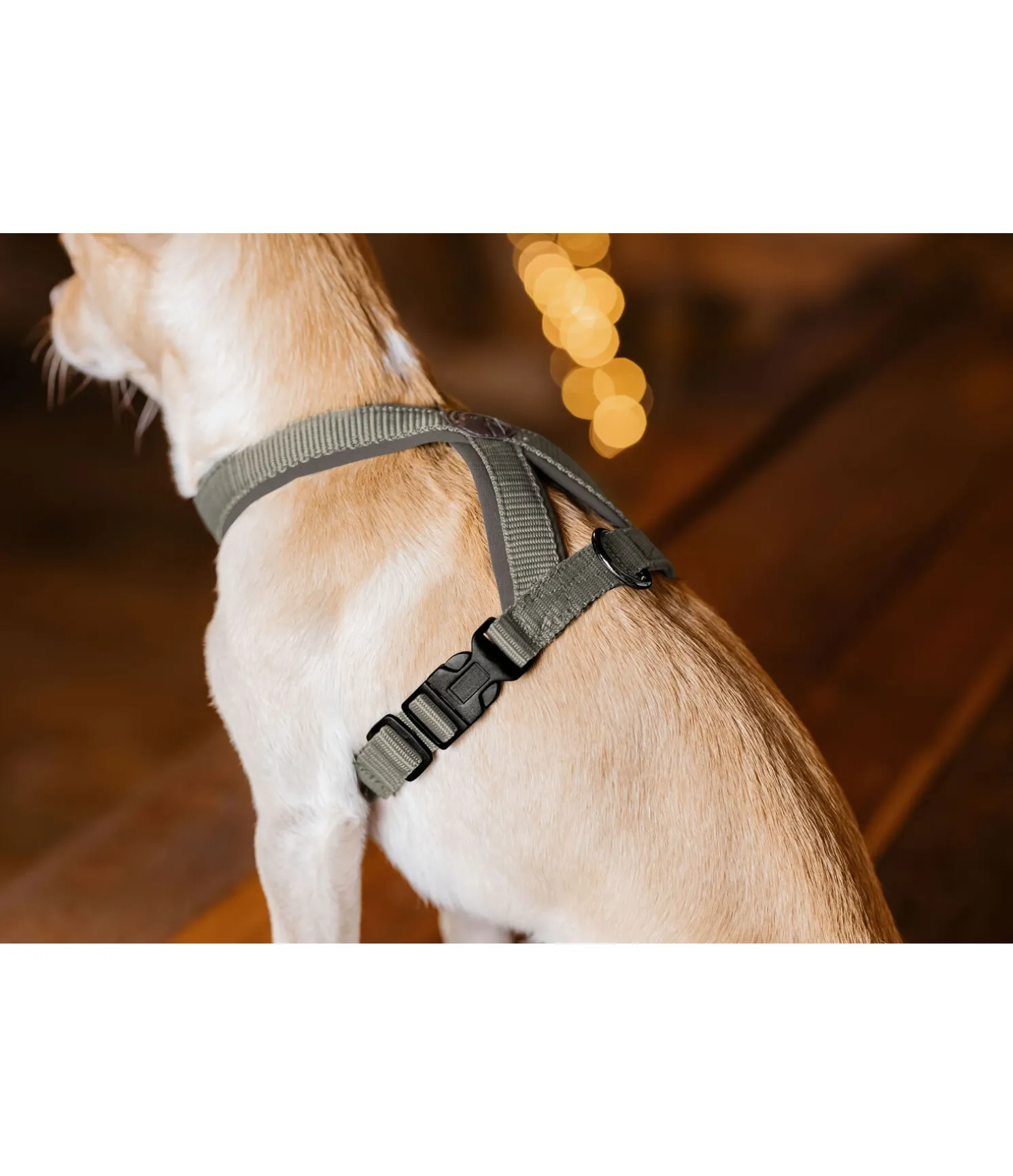 Harnais pour chien Piper