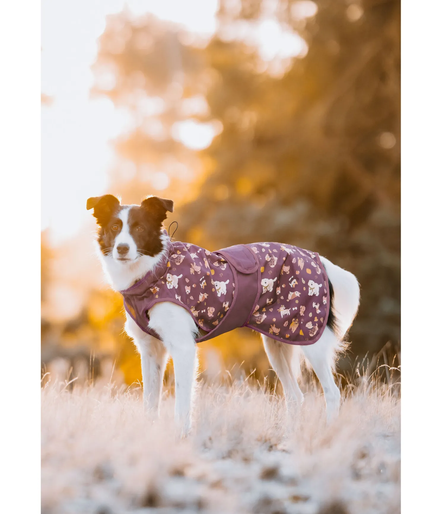 Imperméable pour chien Pumpkin Spice, 0 g