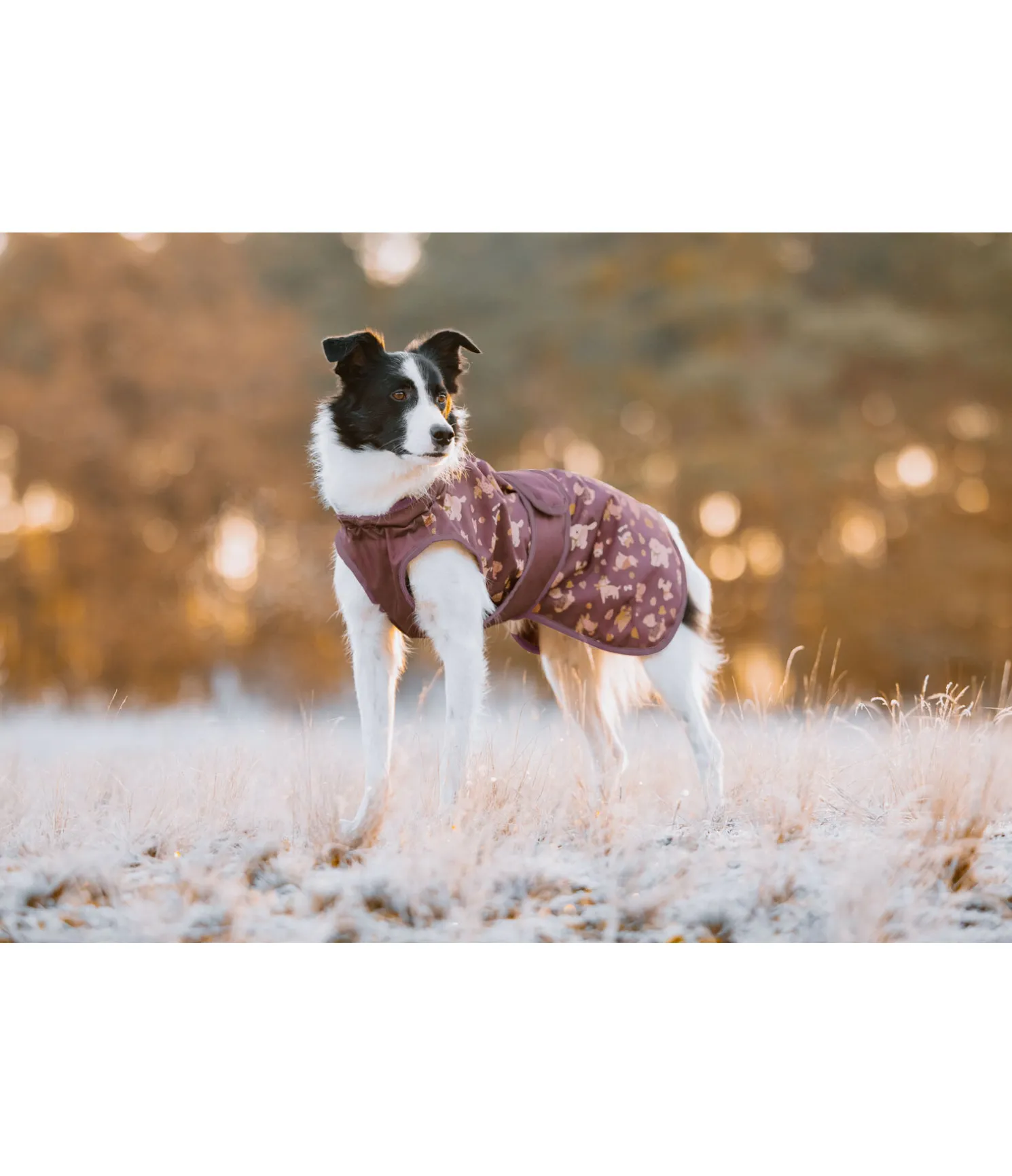 Imperméable pour chien Pumpkin Spice, 0 g
