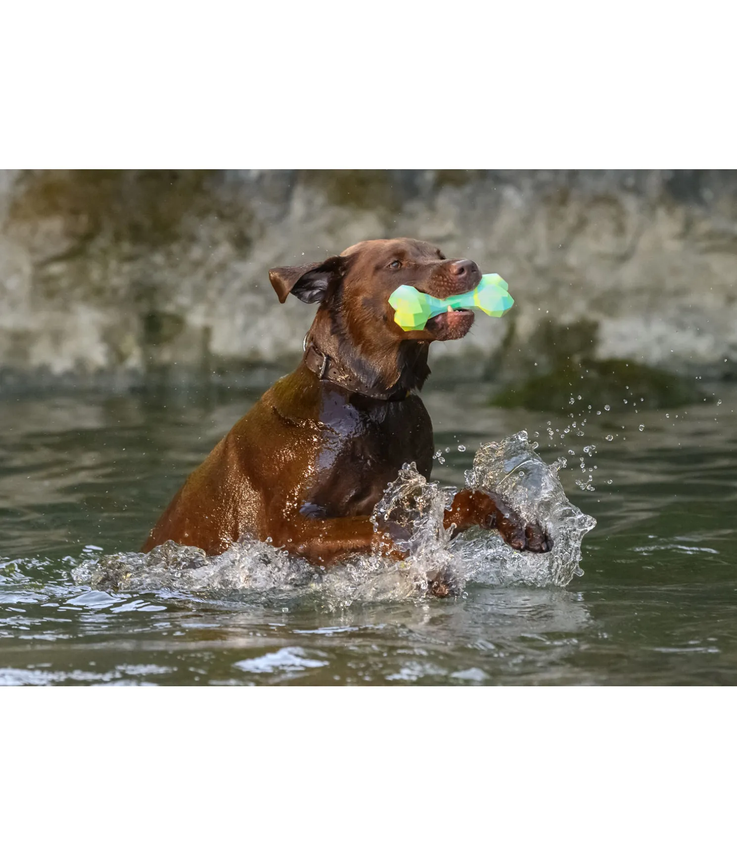 Jouet d'eau pour chien Marble Bone
