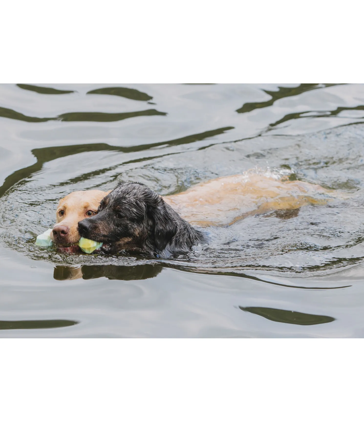 Jouet d'eau pour chien Marble Bone