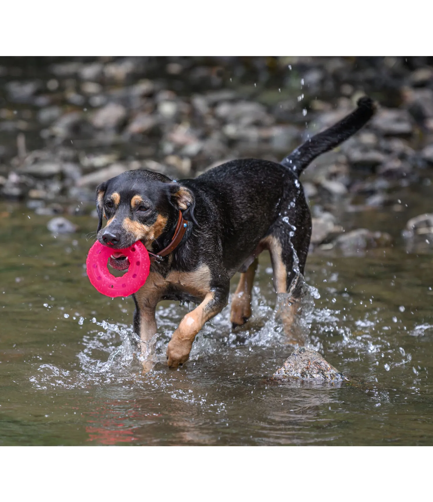 Jouet pour chien Mia