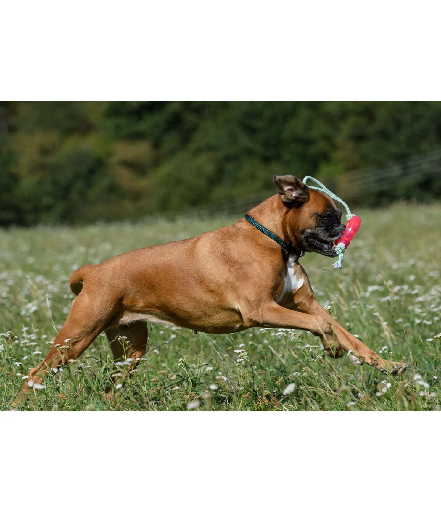 Jouet pour chien Mia