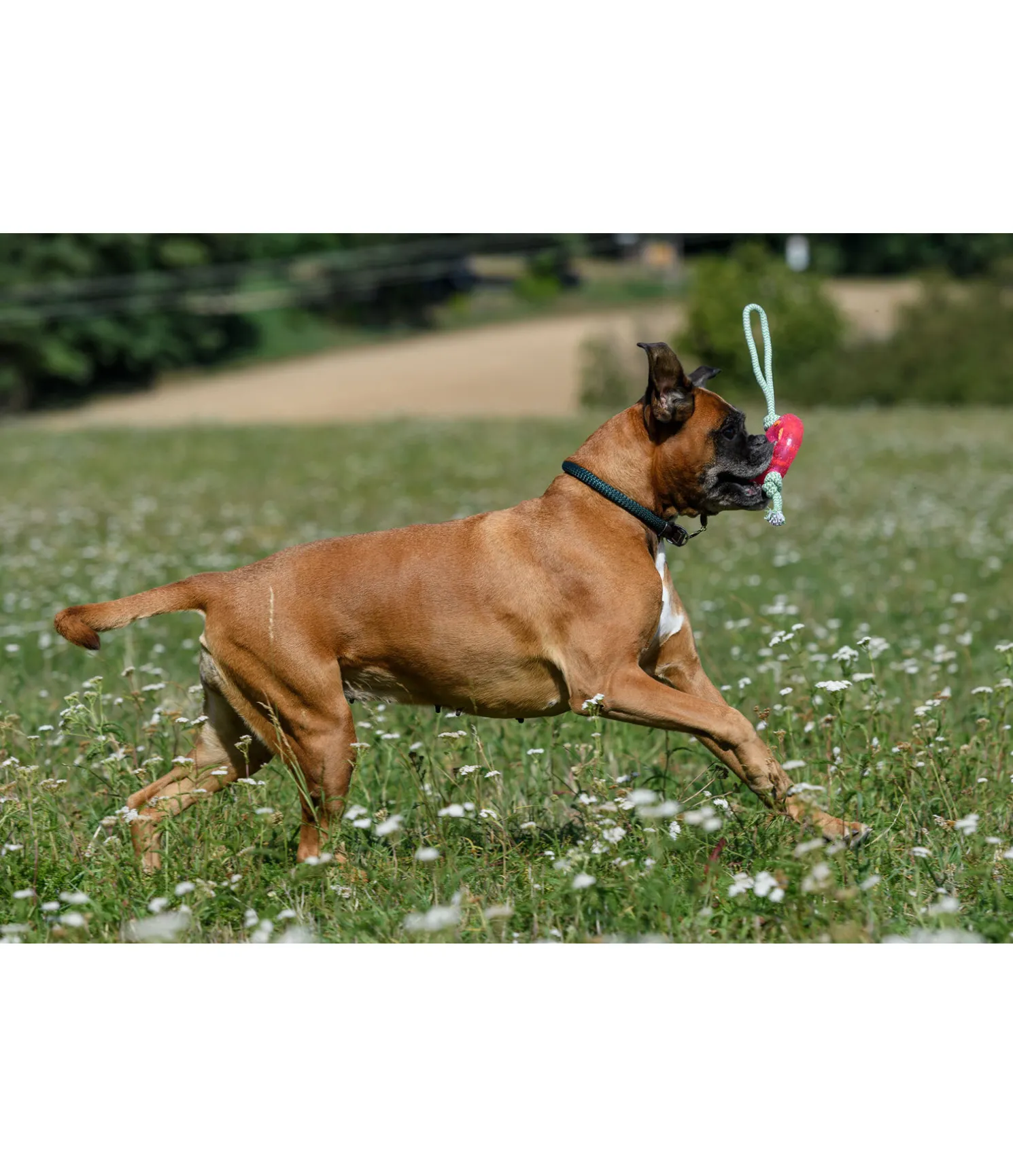 Jouet pour chien Mia