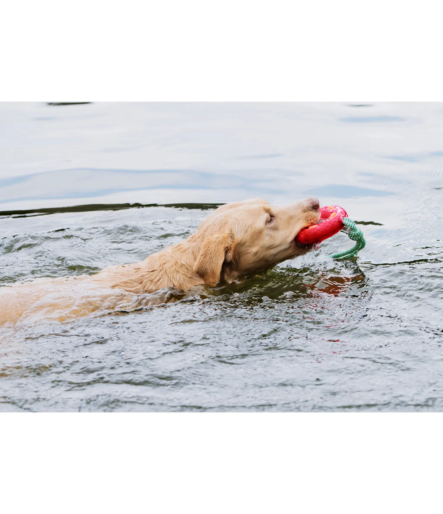 Jouet pour chien Mia