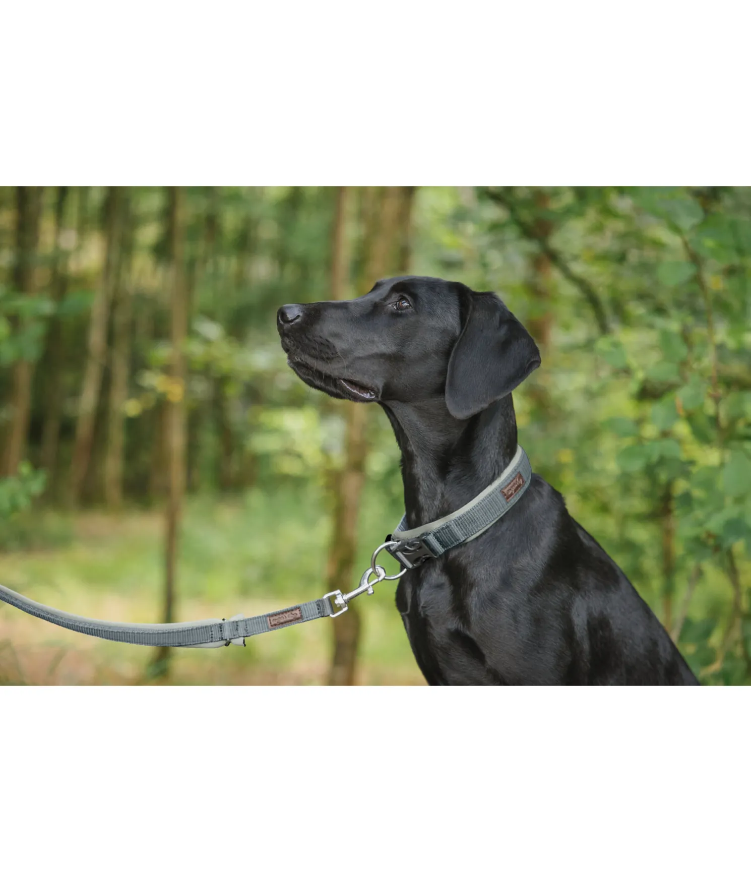 Laisse pour chien Jade