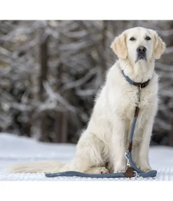 Laisse pour chien Rope