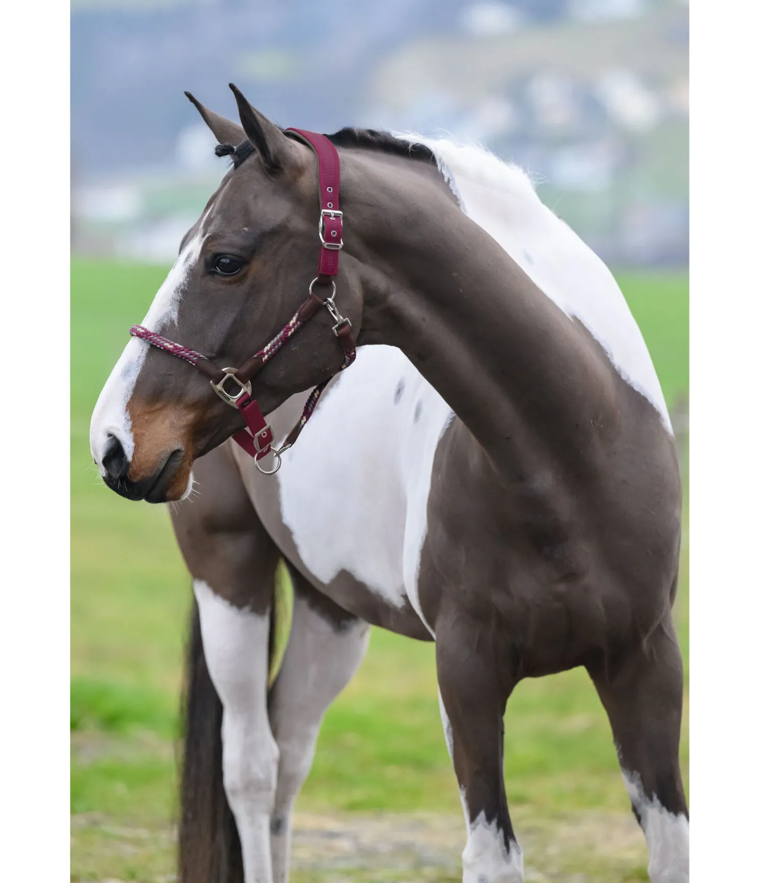 Licol anatomique Sophistication
