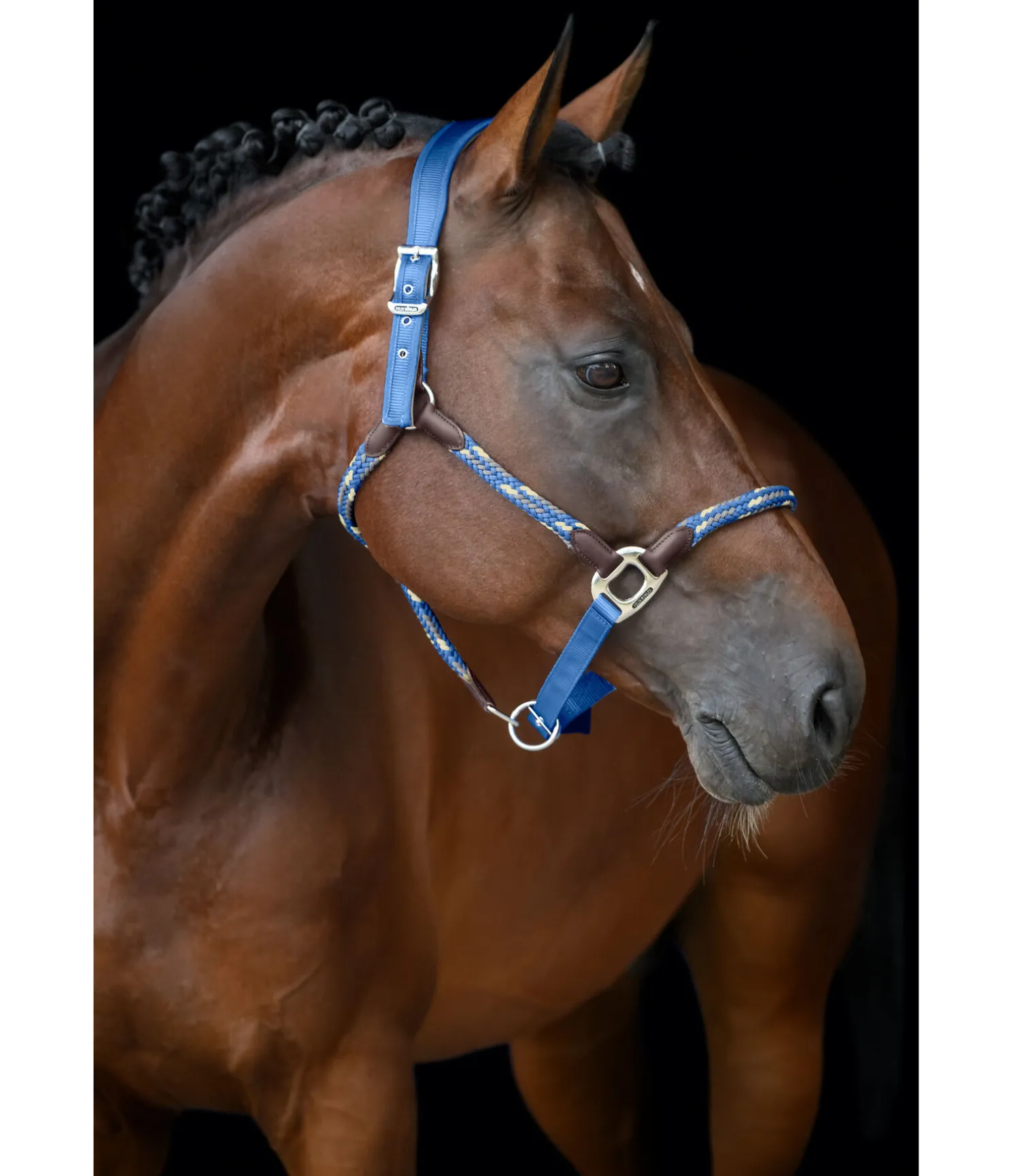 Licol anatomique Sophistication