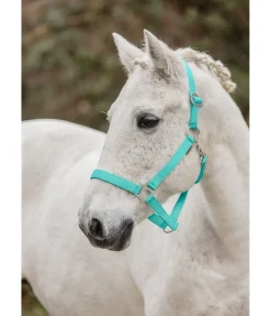 Licol en nylon à prix cassé