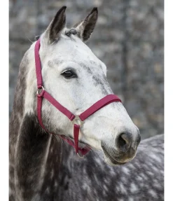 Licol en nylon à prix cassé II