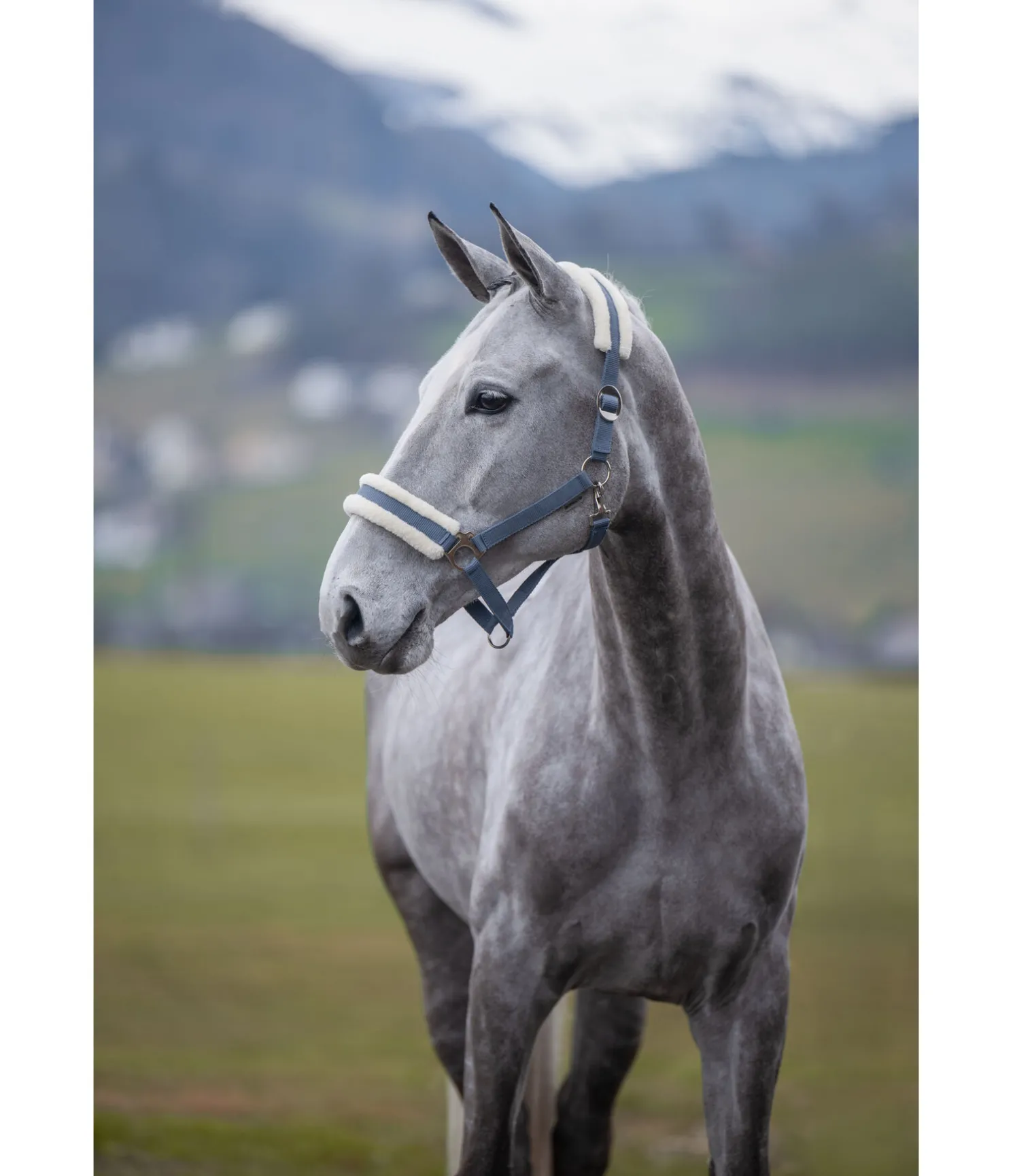 Licol en polaire Teddy à prix cassé III