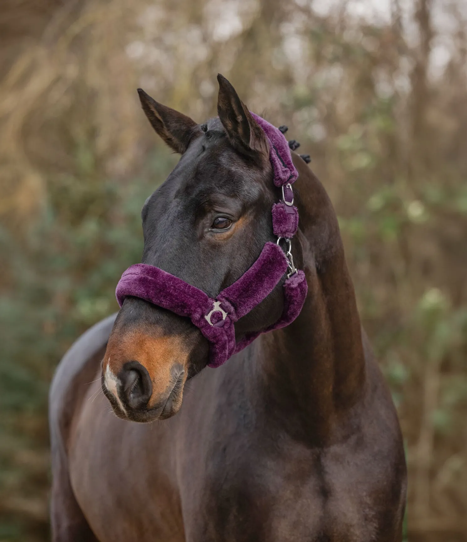 Licol en polaire Teddy Protection