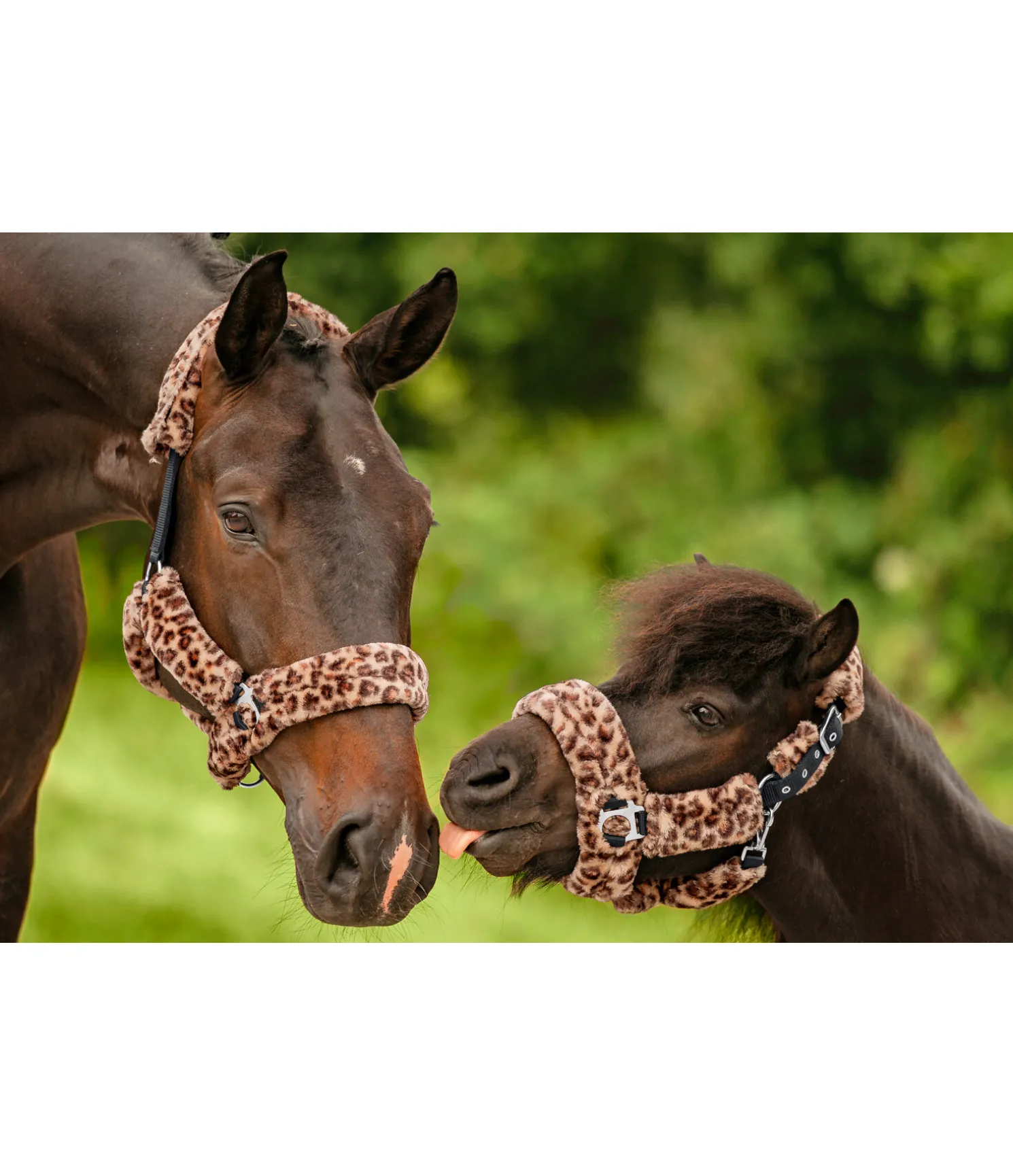 Licol en polaire Teddy Protection