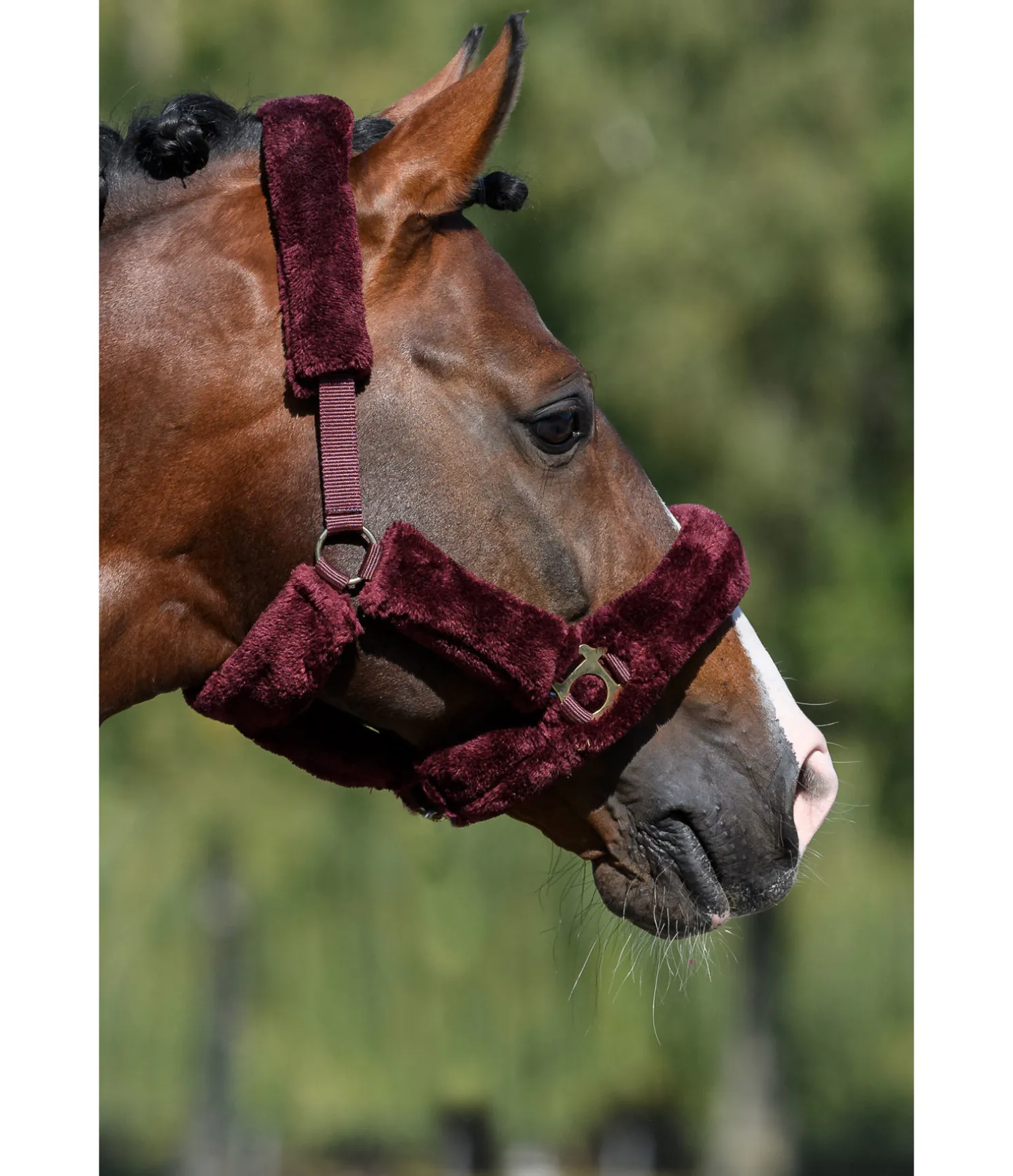 Licol en polaire Teddy Protection