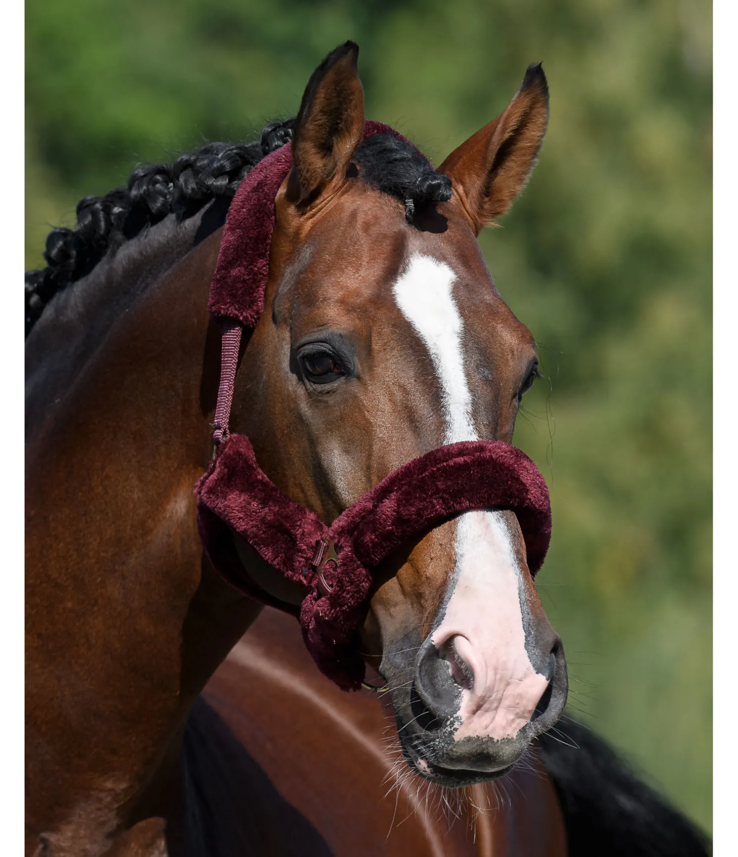 Licol en polaire Teddy Protection
