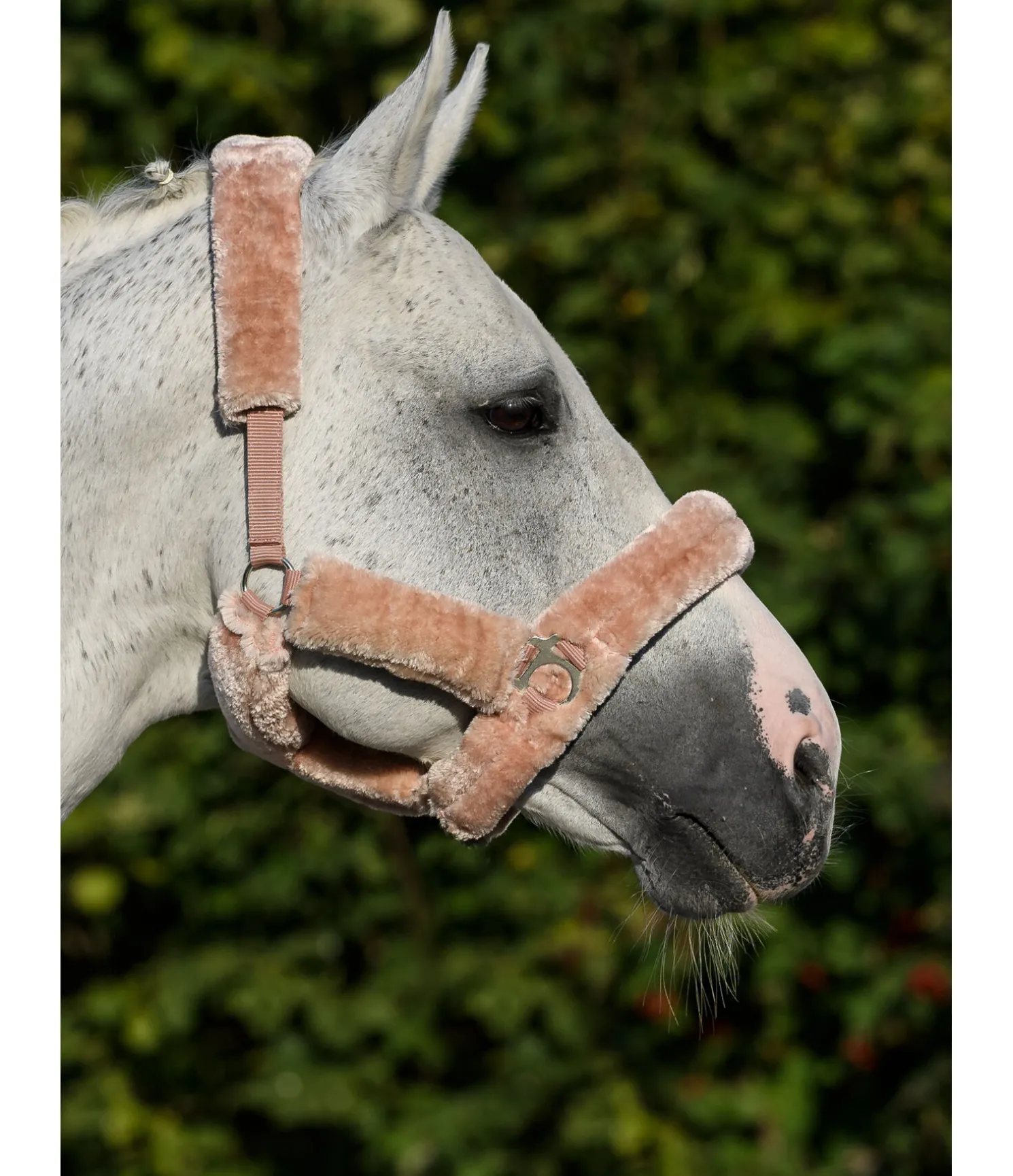 Licol en polaire Teddy Protection