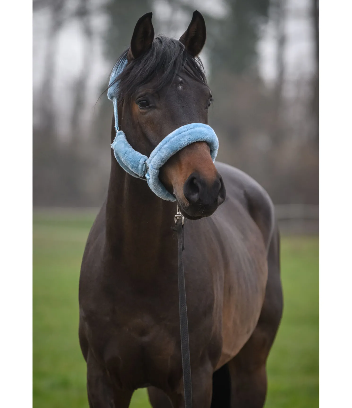 Licol en polaire Teddy Protection