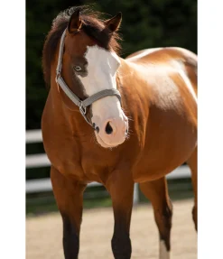 Licol Holly