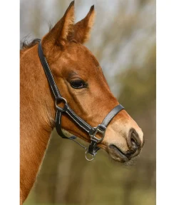 Licol poulain en cuir Classic