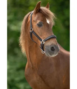 Licol poulain et shetland en cuir orné de strass Selina