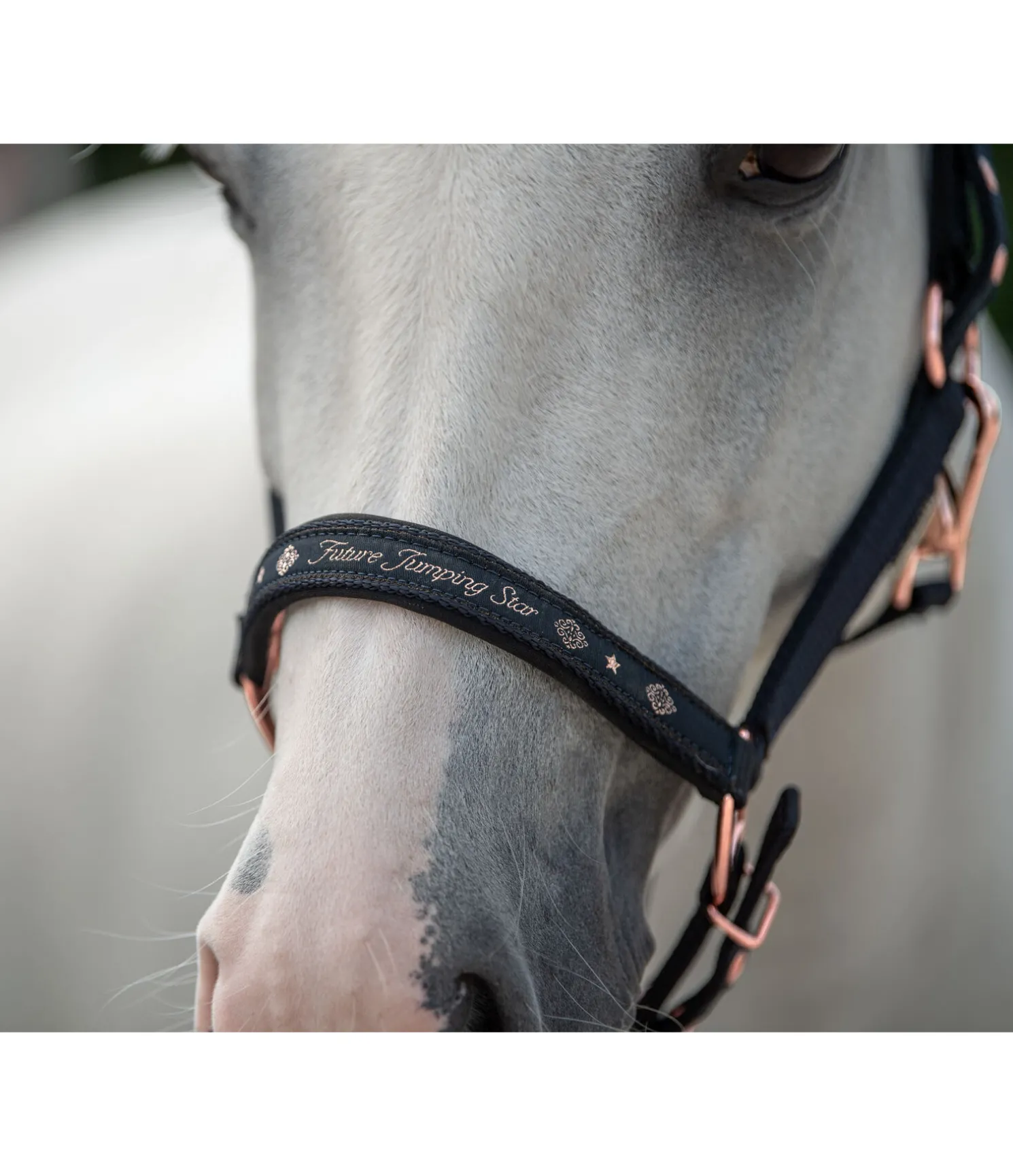 Licol poulain et shetland Future Star