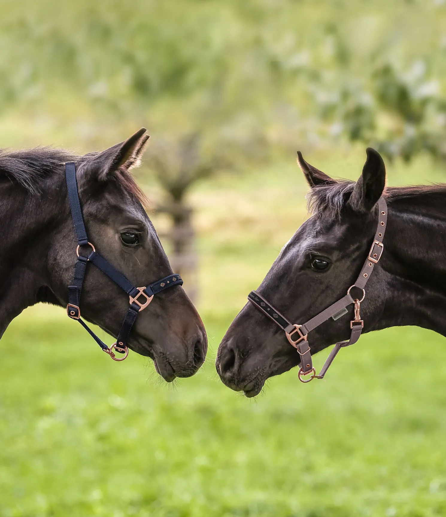 Licol poulain et shetland Future Star